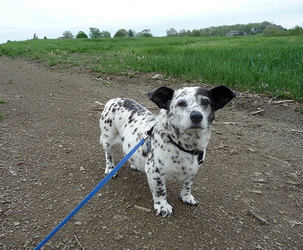 smalldalmatian.png